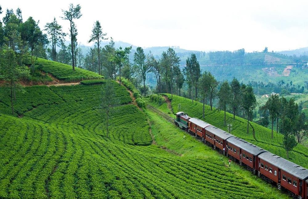 Tea Plantations & Factories